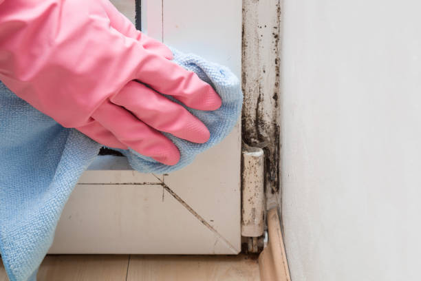 Best Mold Removal and Inspection  in Destin, FL